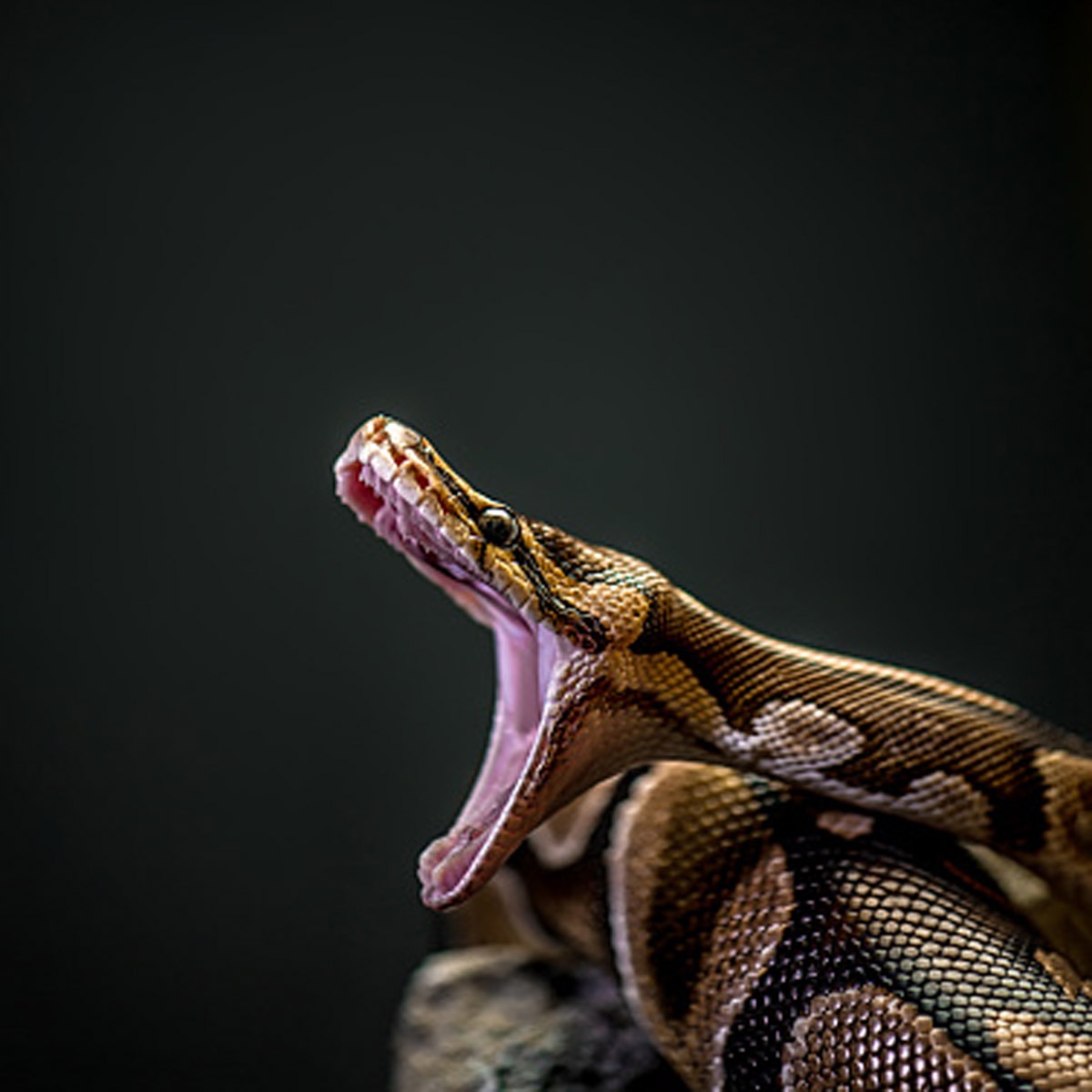 python swallowed cow 