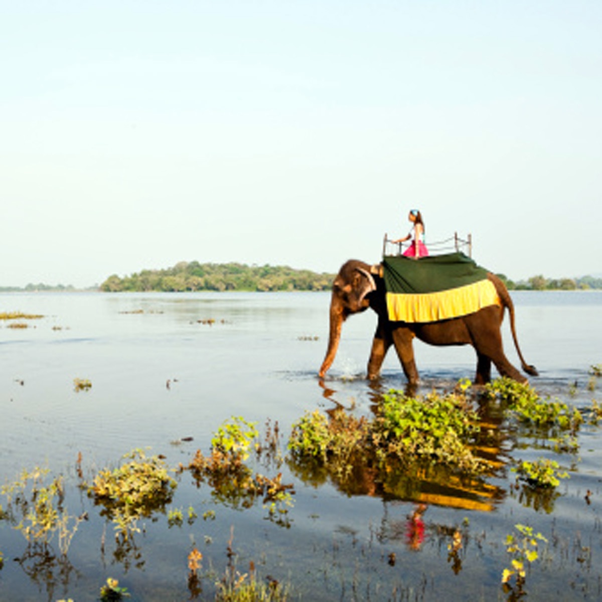 new laws for elephants in srilanka