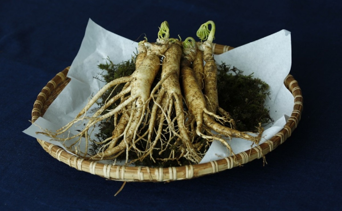 जिनसेंग