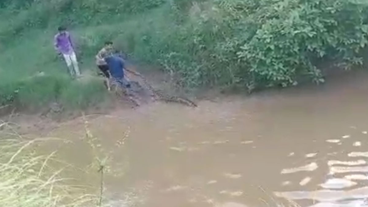 जिंदा बंदर को निगल गया अजगर 