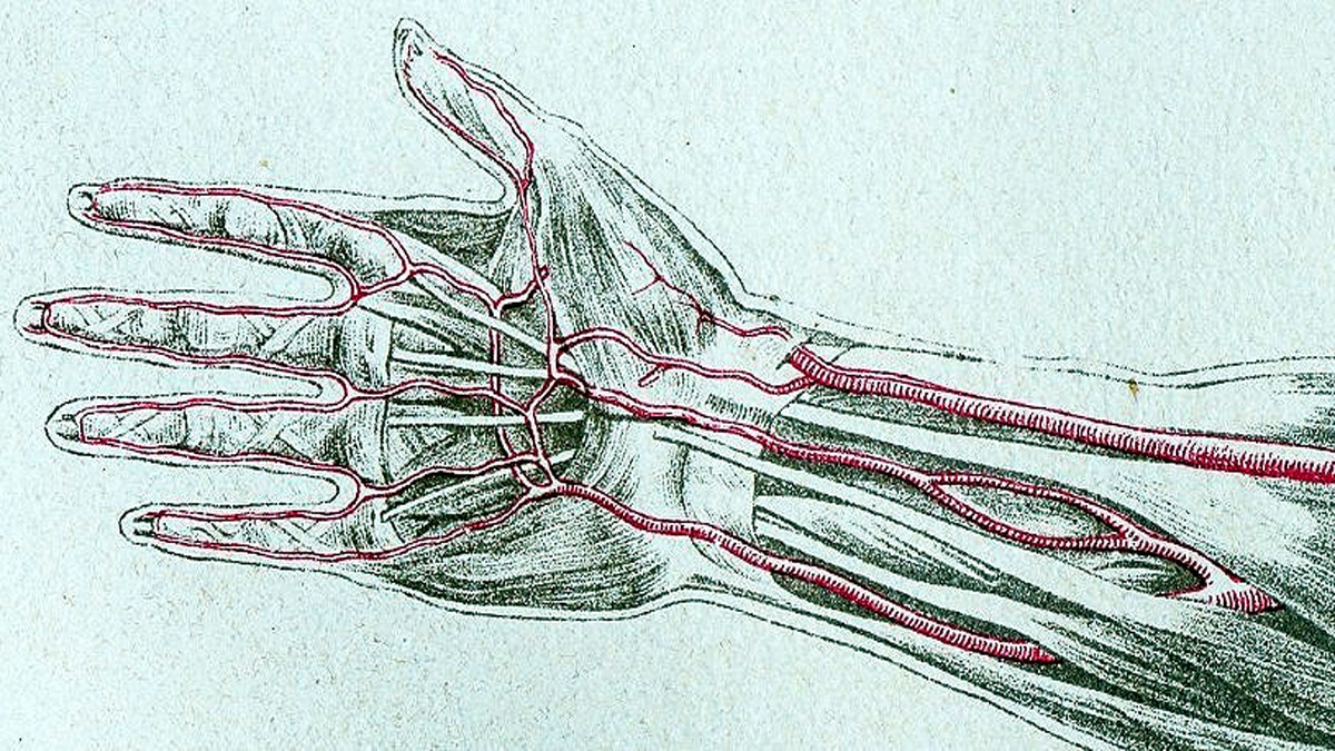Humans growing Extra Artery