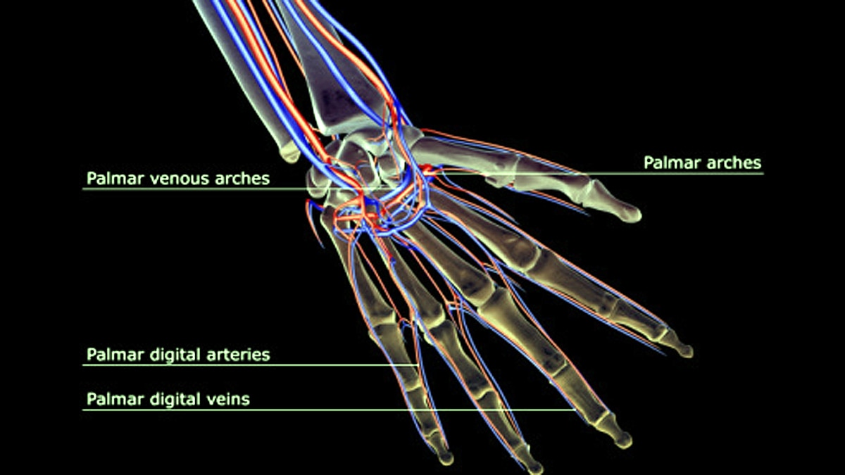 Humans growing Extra Artery