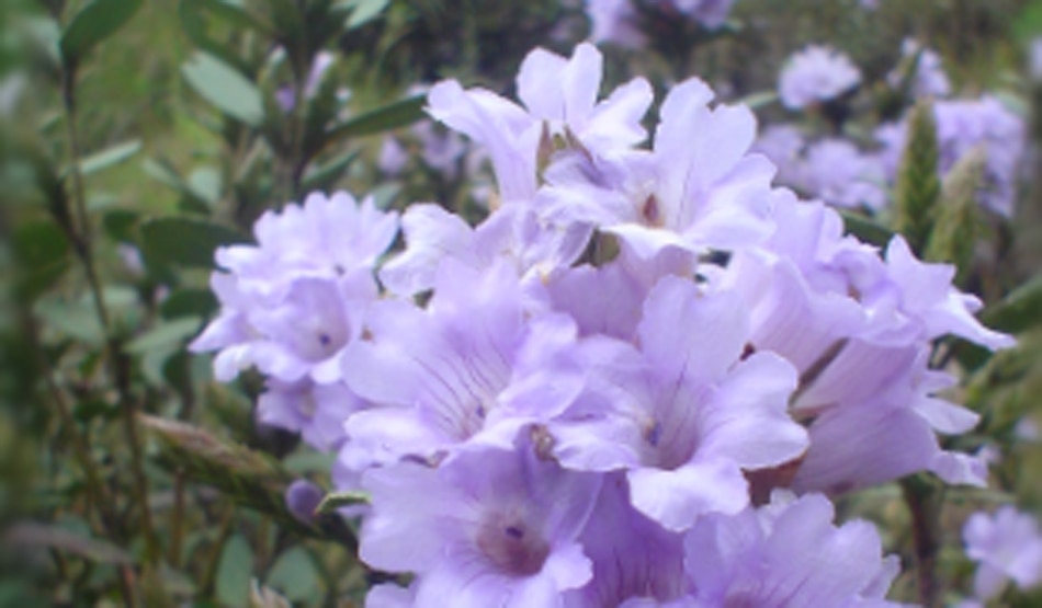 नीलकुरिंजी4