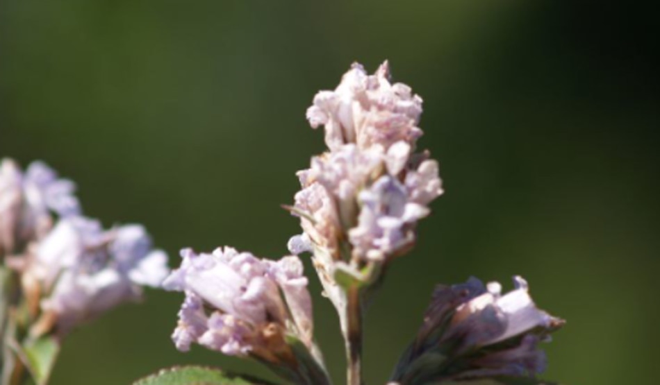 नीलकुरिंजी7