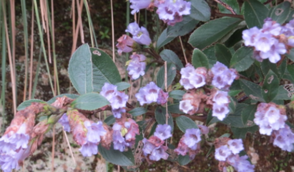 डायवरसिटी8