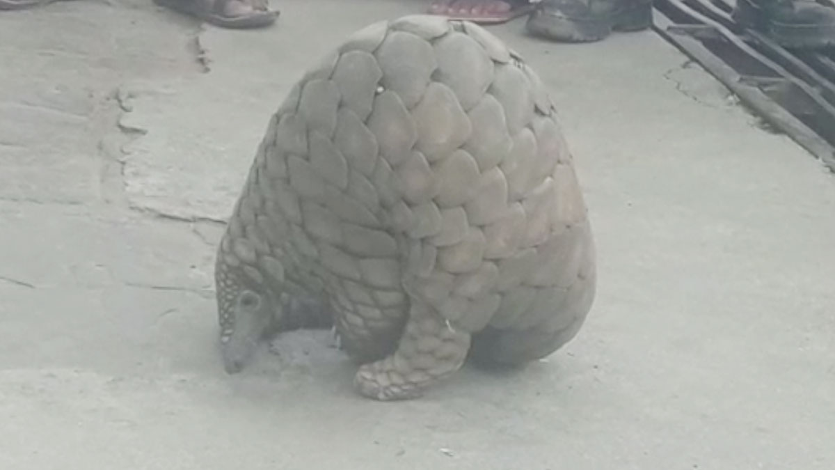 पैंगोलिन देखे जाने से लोगों में मचा हड़कंप 