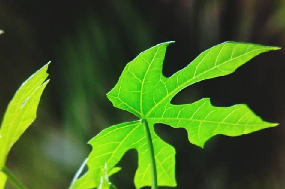 वायरल फीवर में राहत देंगी ये 7 चीजें