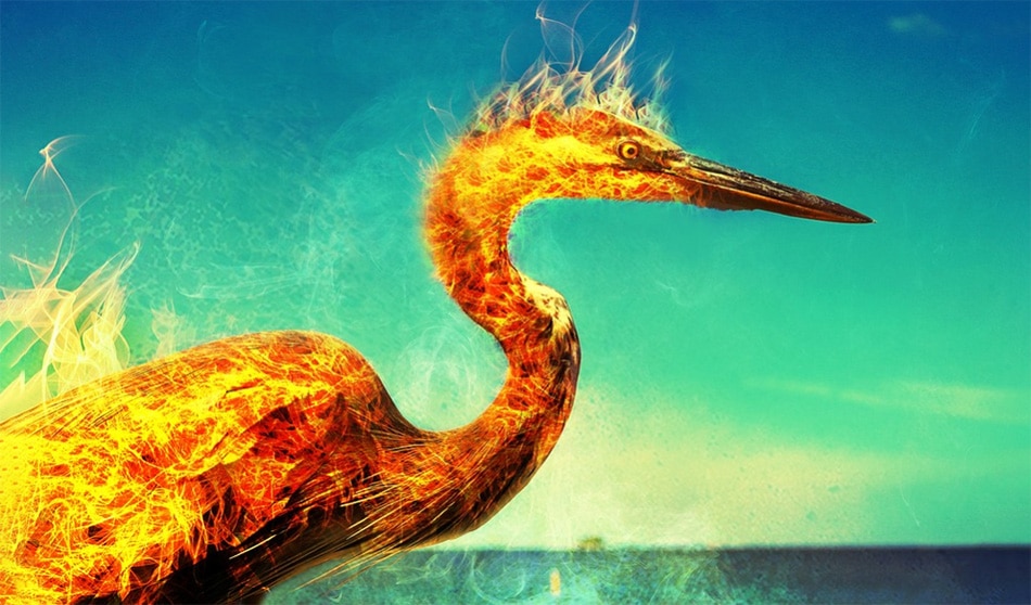 फीनीक्स10