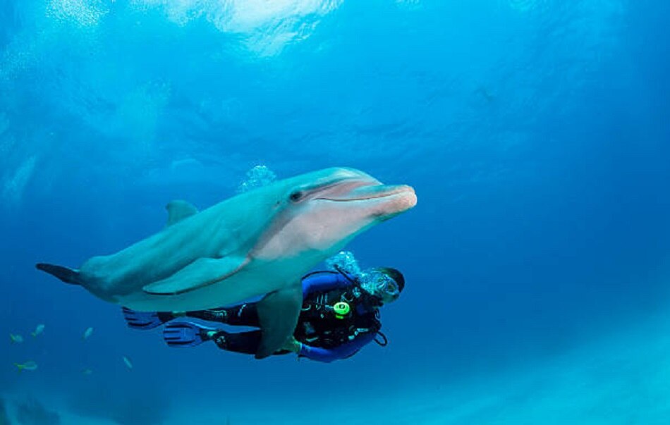 कपल का 2 साल का अनोखा हनीमून