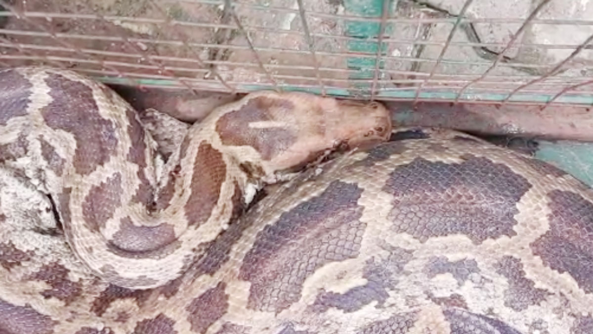 जिंदा बंदर को निगल गया अजगर 