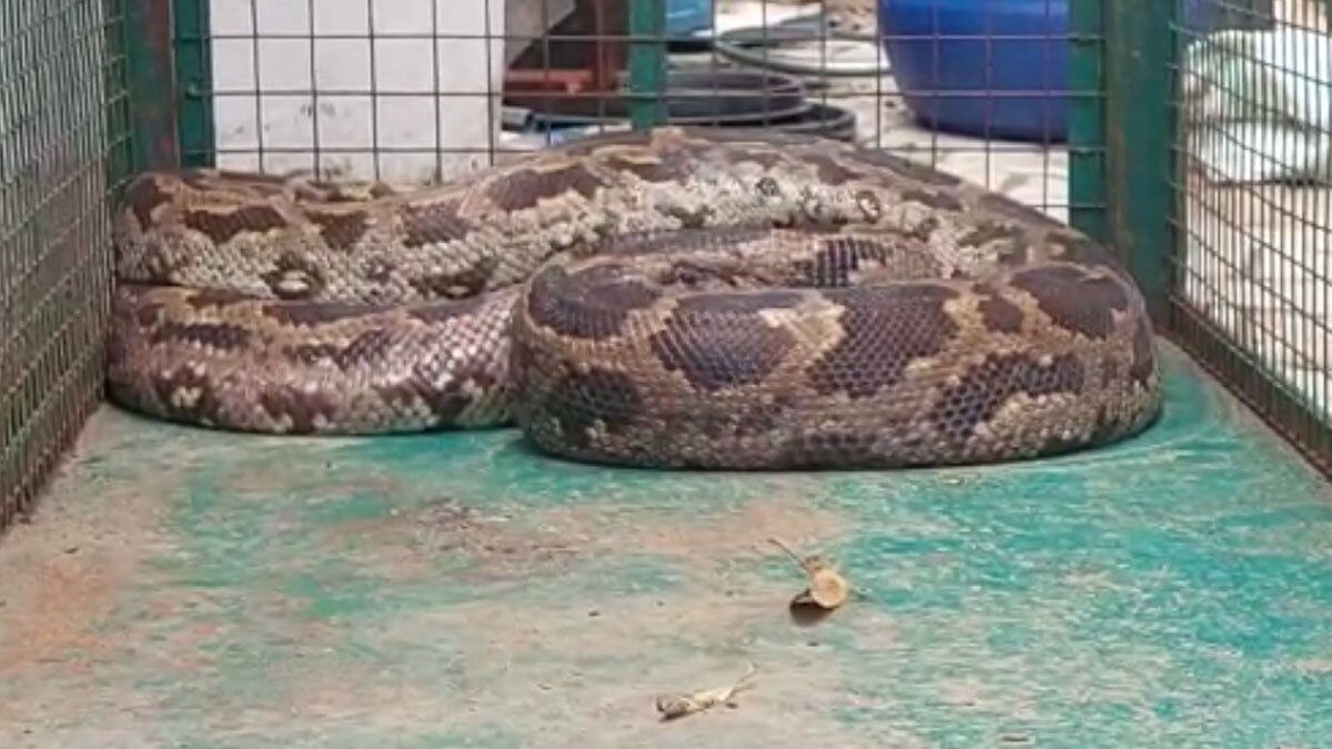 जिंदा बंदर को निगल गया अजगर 