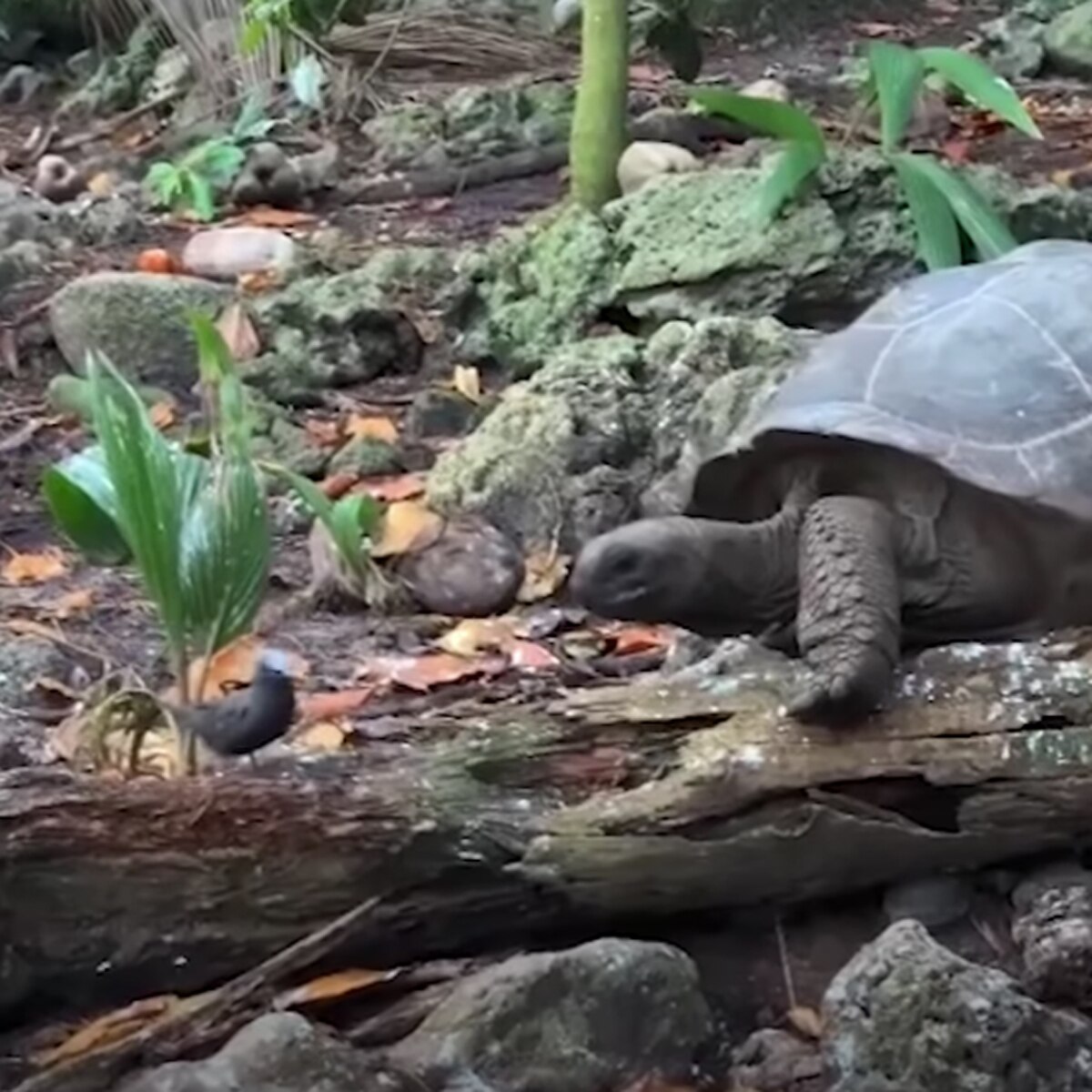 Tortoise Eats Bird 