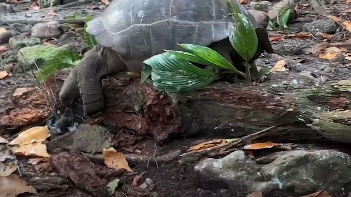 Tortoise Eats Bird 