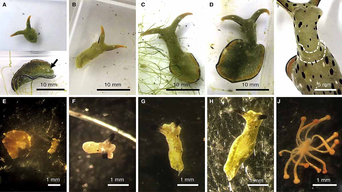 Slug Chops off own head