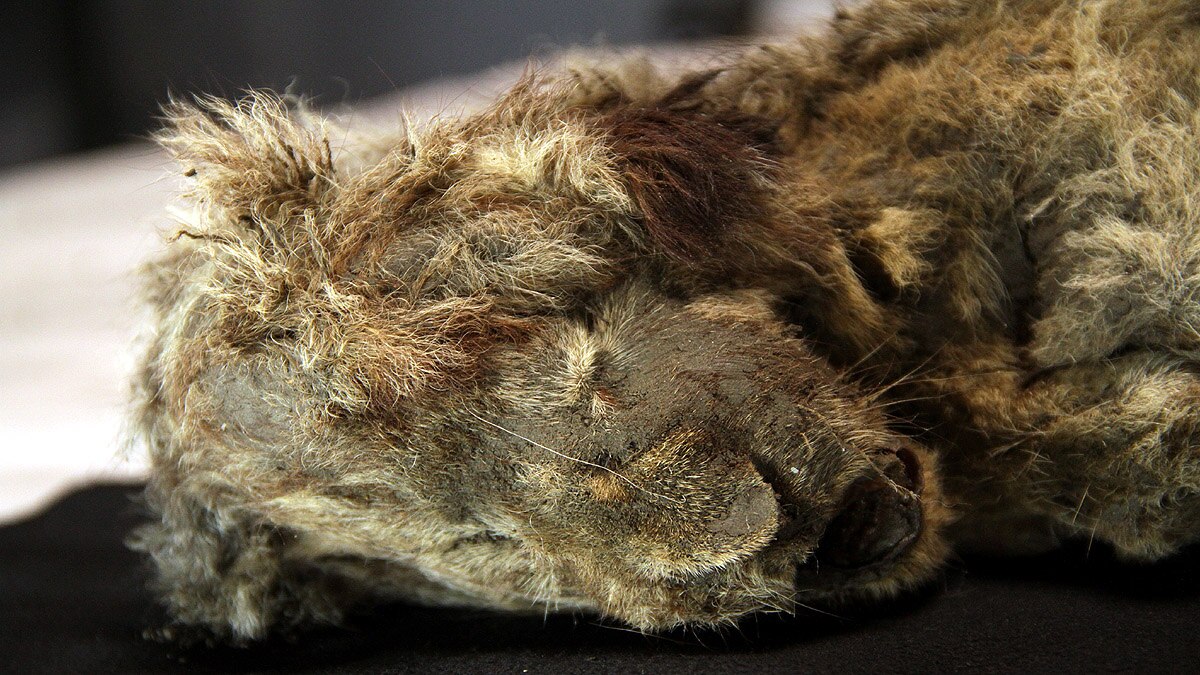 28000 Years Old Lion Cub