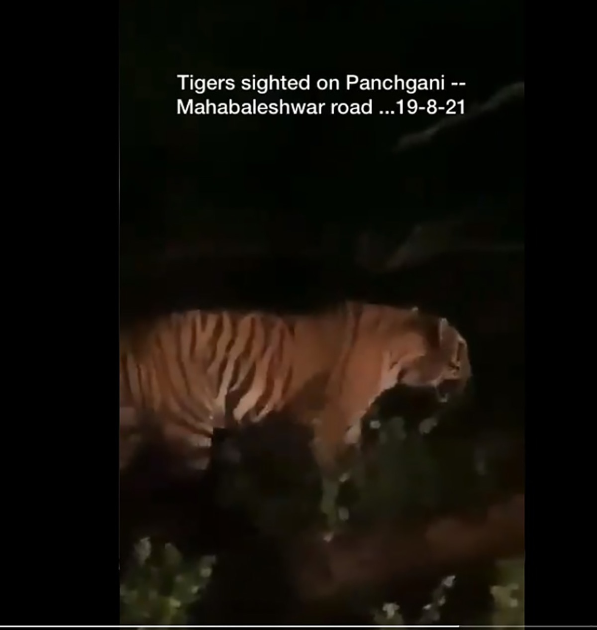 Anand mahindra Tiger 