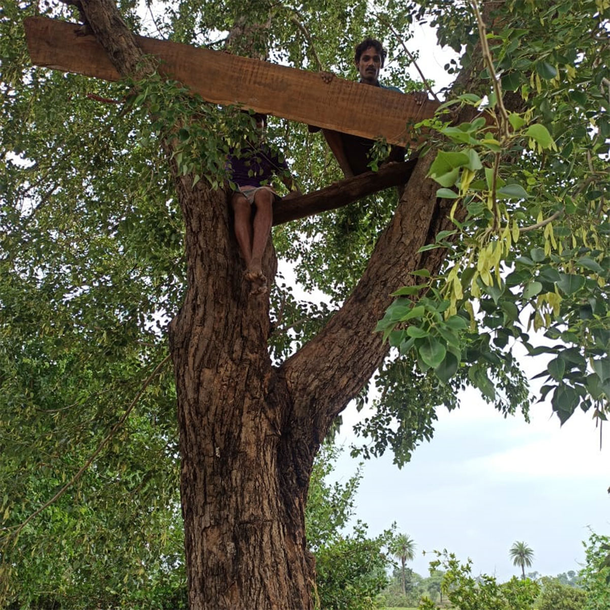 Family sitting on tree for 24 hours