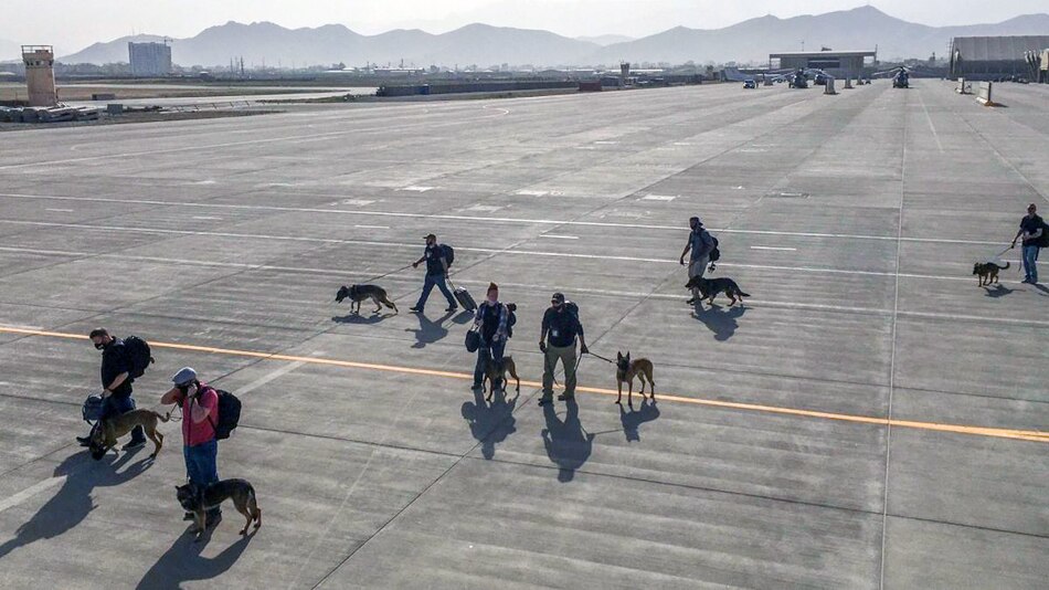 US military dogs