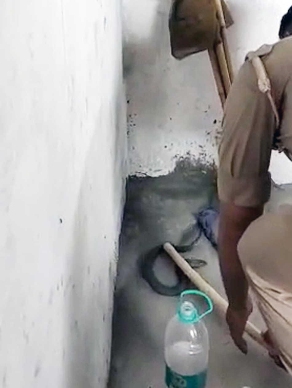 Snake entered the police post