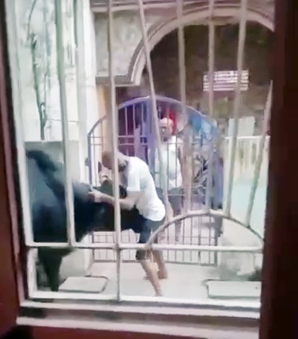 bull hitting young man 