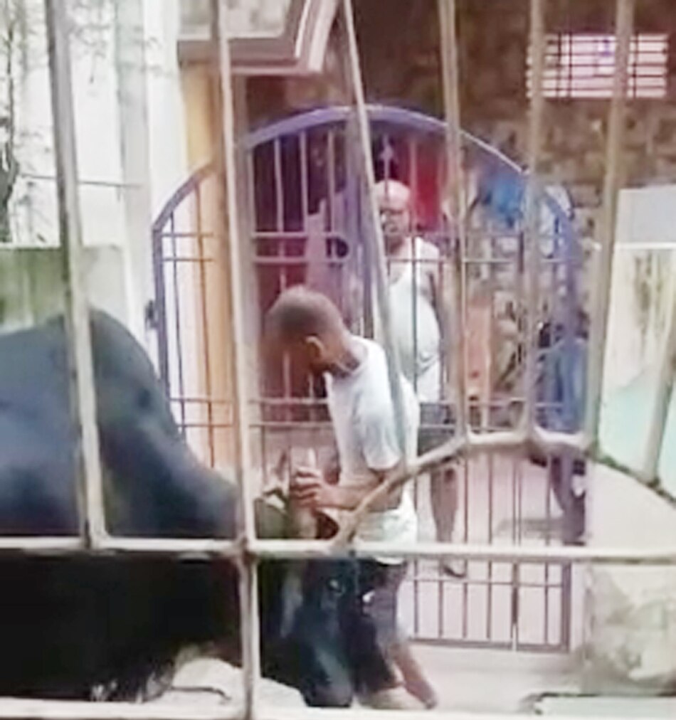 bull hitting young man 