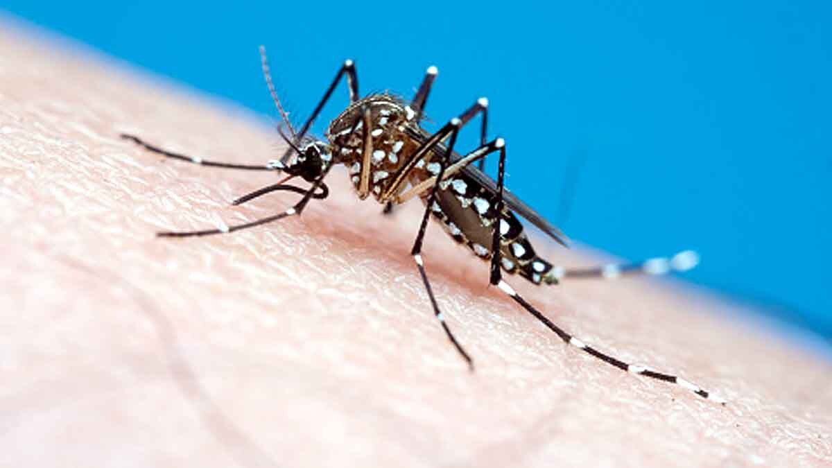 Zika virus in maharashtra