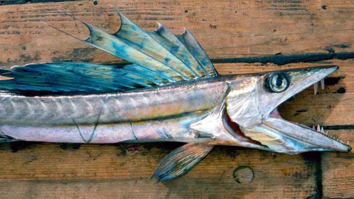 The weirdest Sea creatures