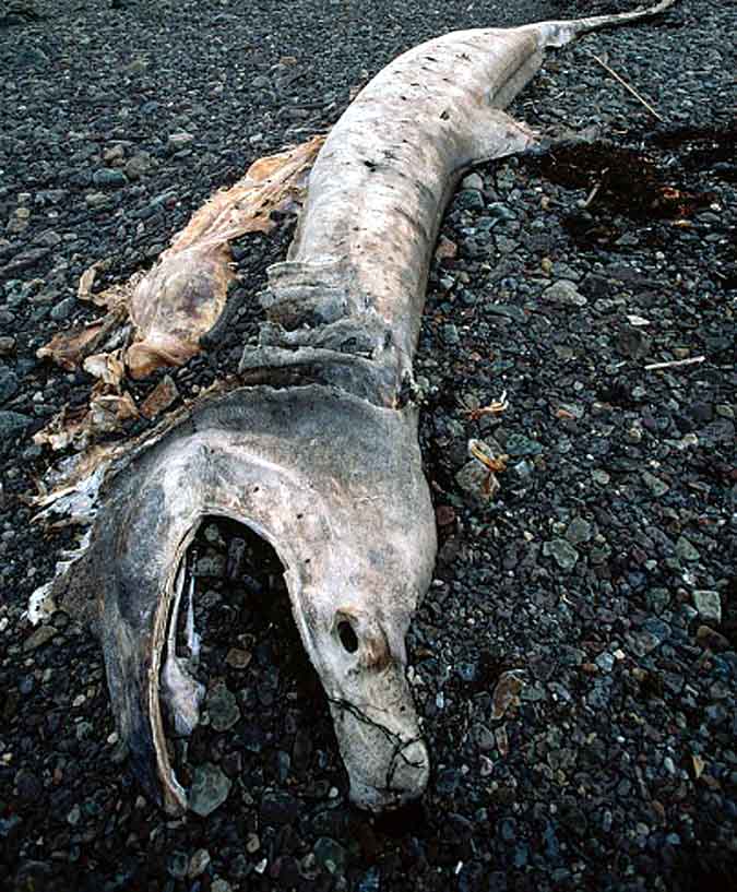 The weirdest Sea creatures