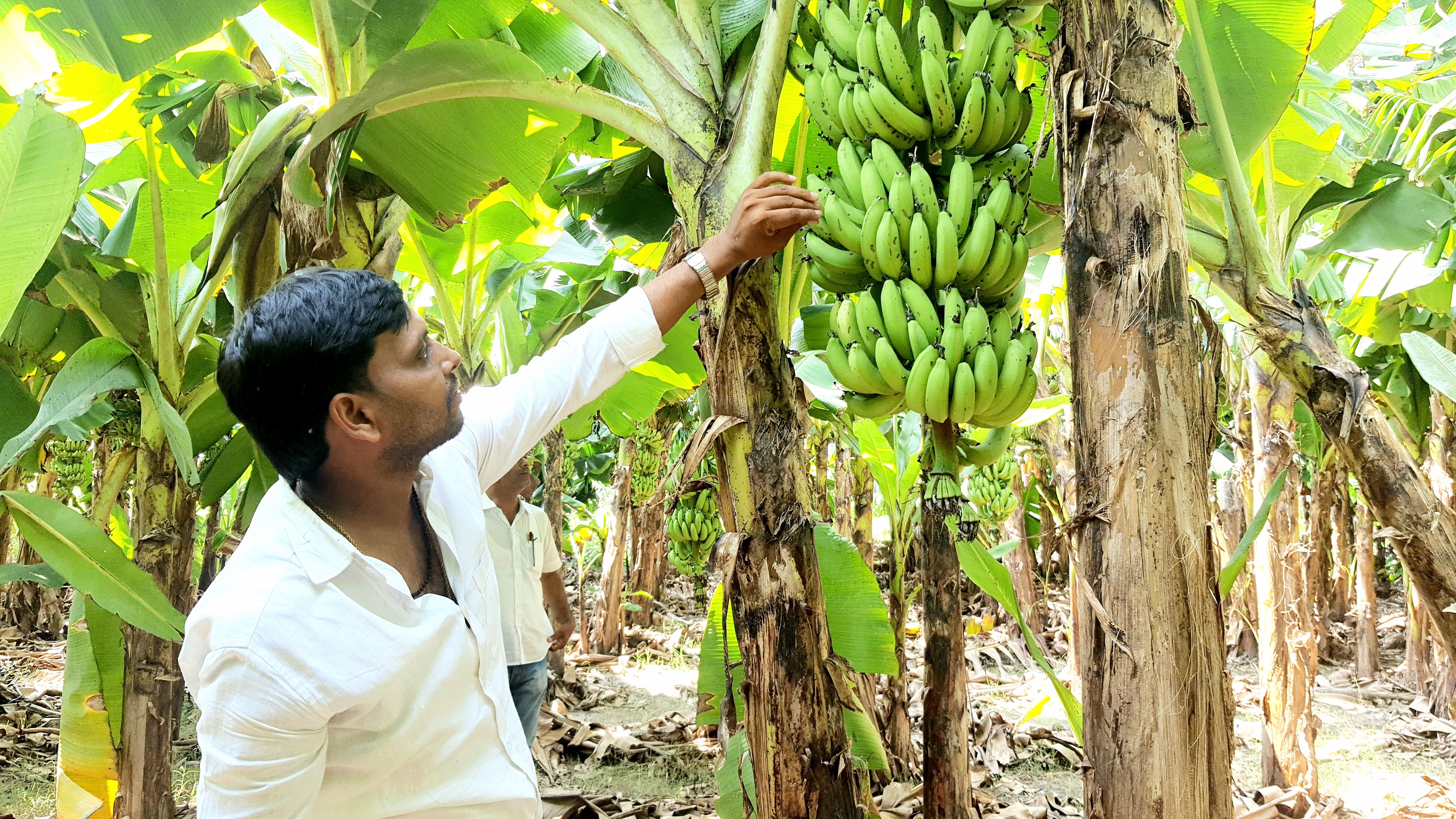Banana Farming