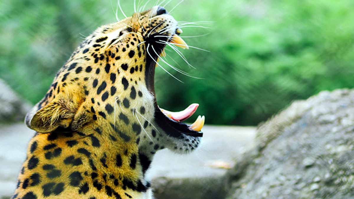 Biggest Cats in The World