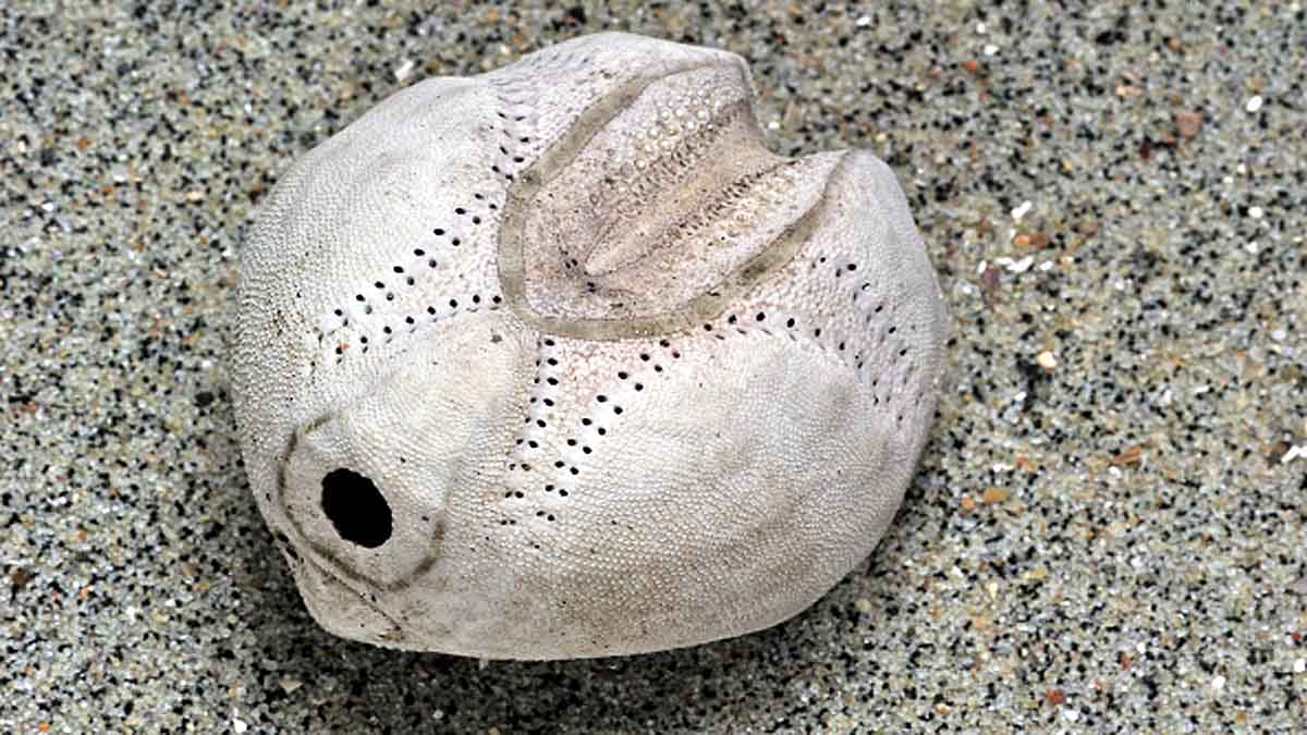 The weirdest Sea creatures