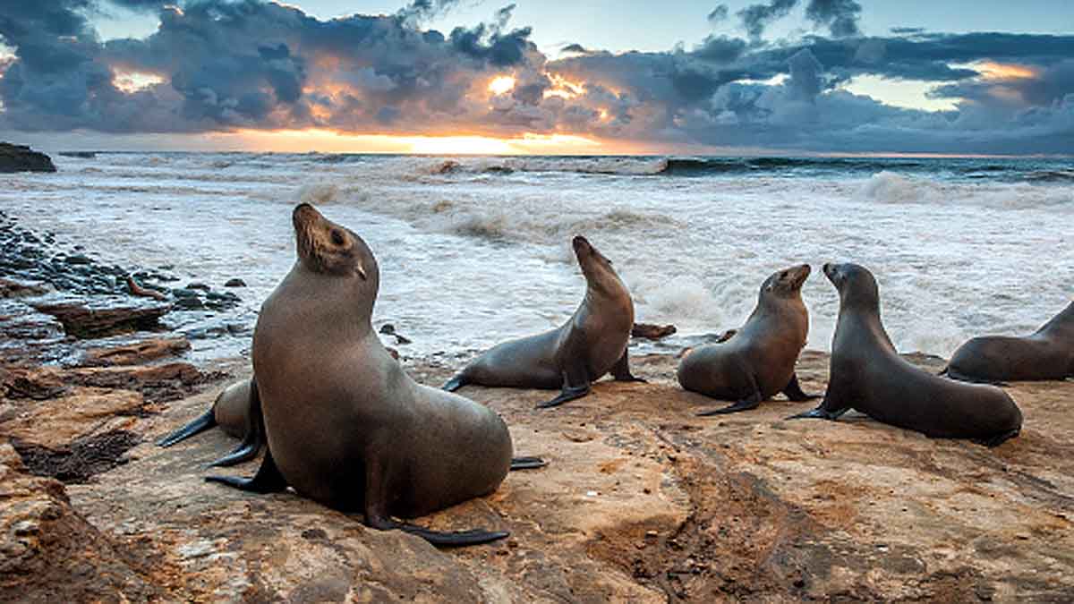 The weirdest Sea creatures