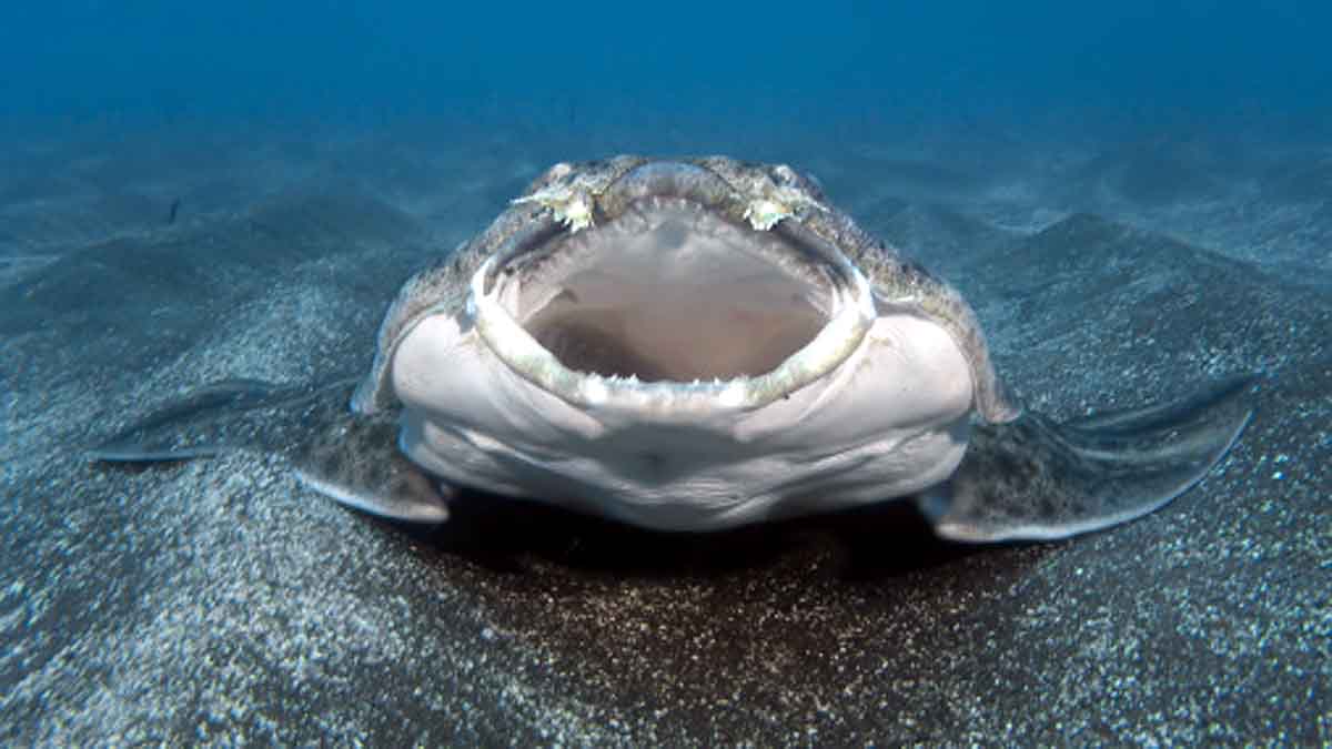 Rare Angelshark Hunting