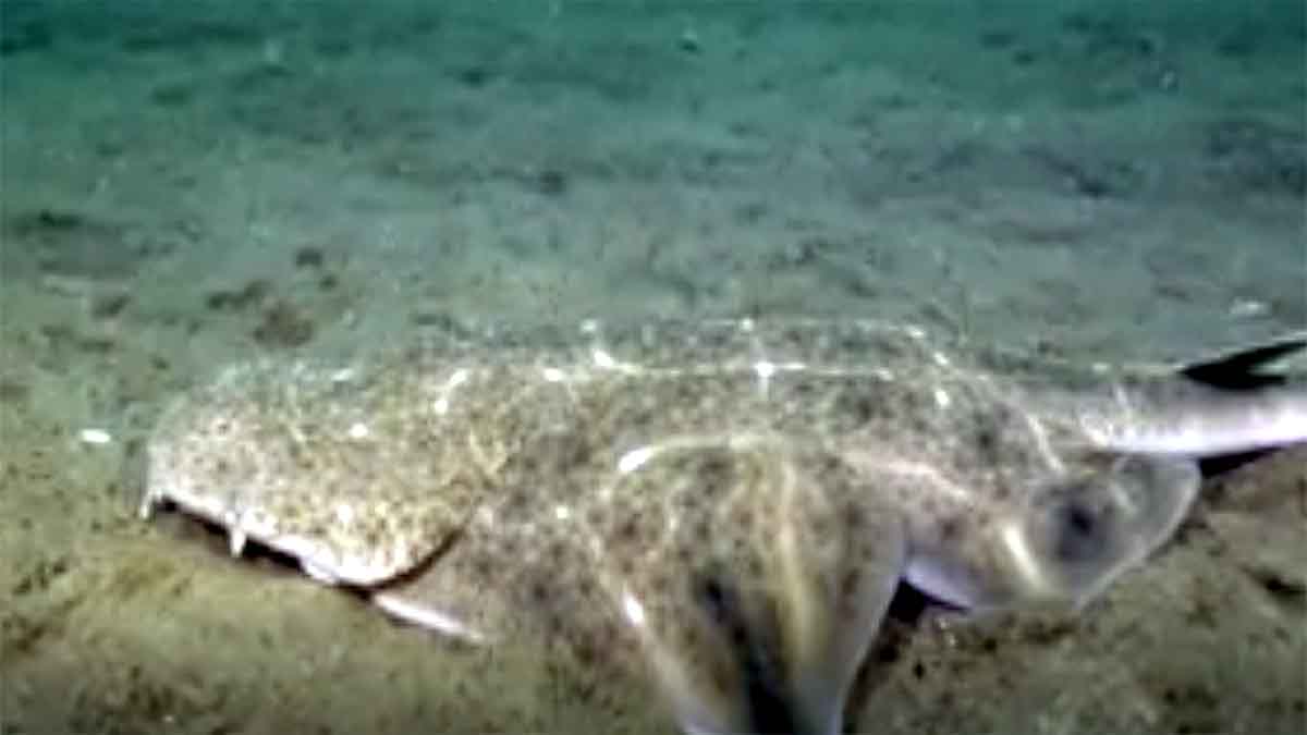 Rare Angelshark Hunting