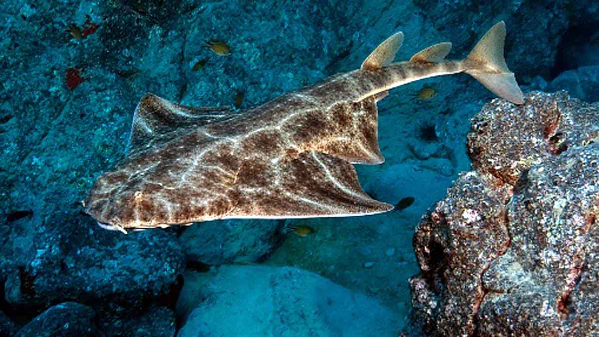 Rare Angelshark Hunting