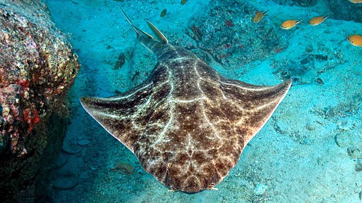 Rare Angelshark Hunting