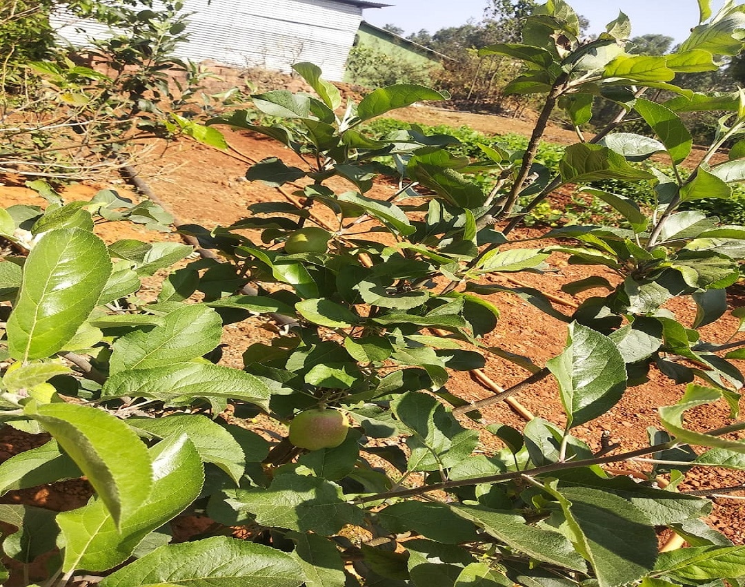Apple farming in Mahabaleshwar