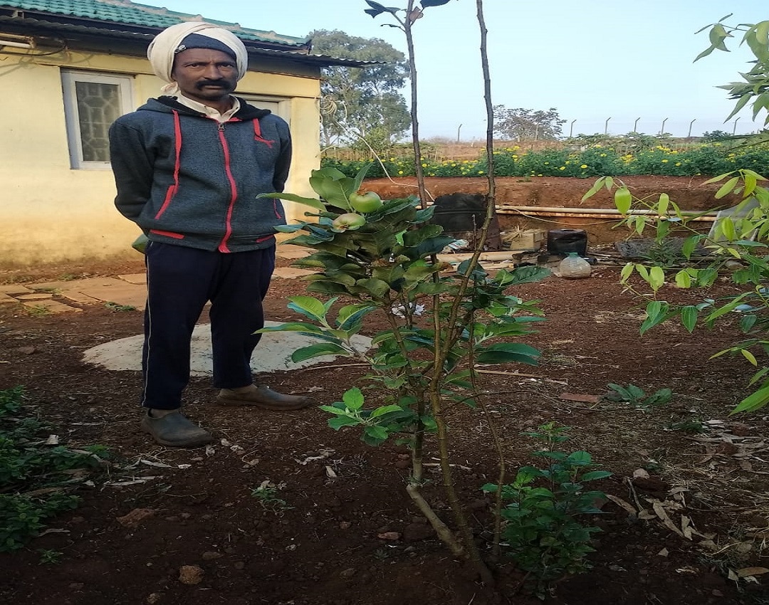 Mahableshwar temperature is suitable for apple farming