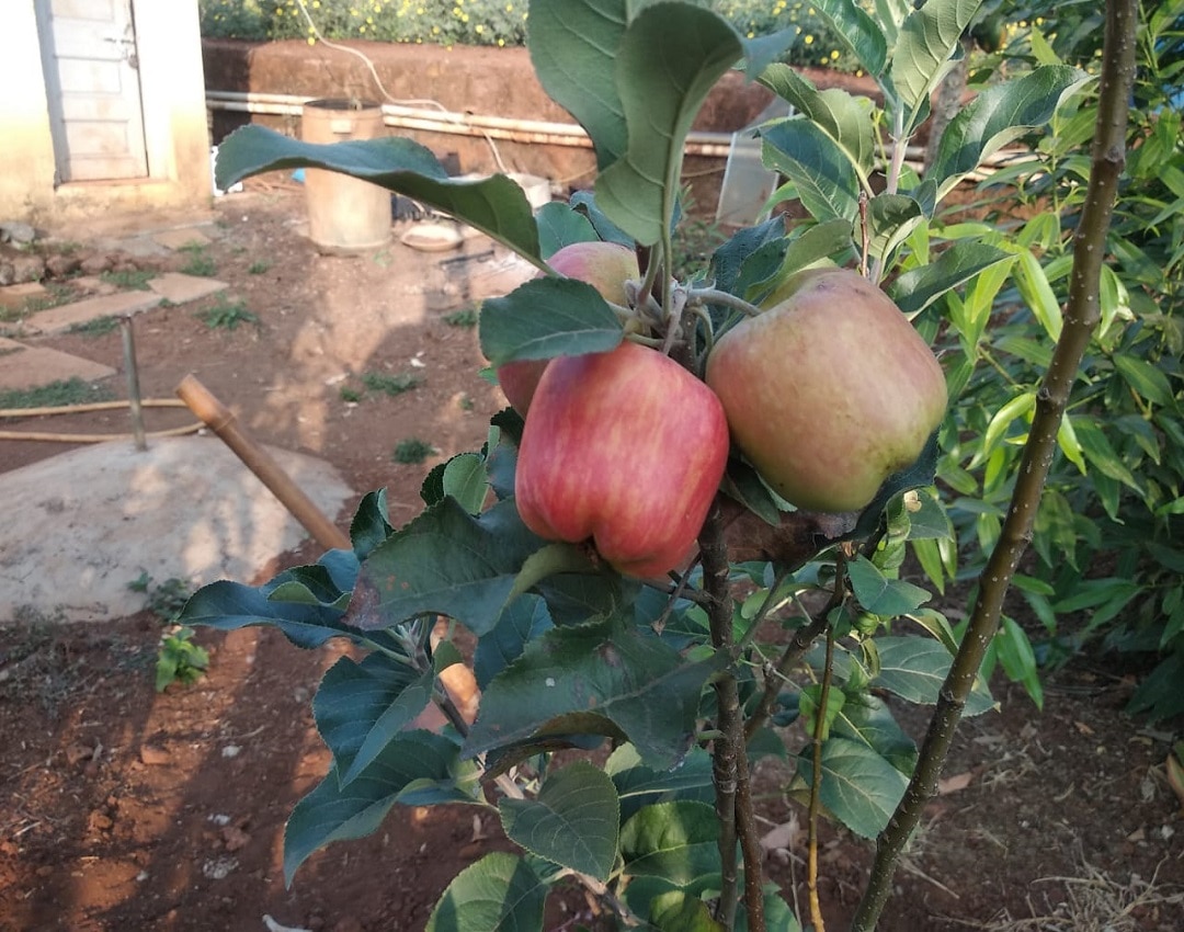 Farmer cultivate apple in Mahrashtra