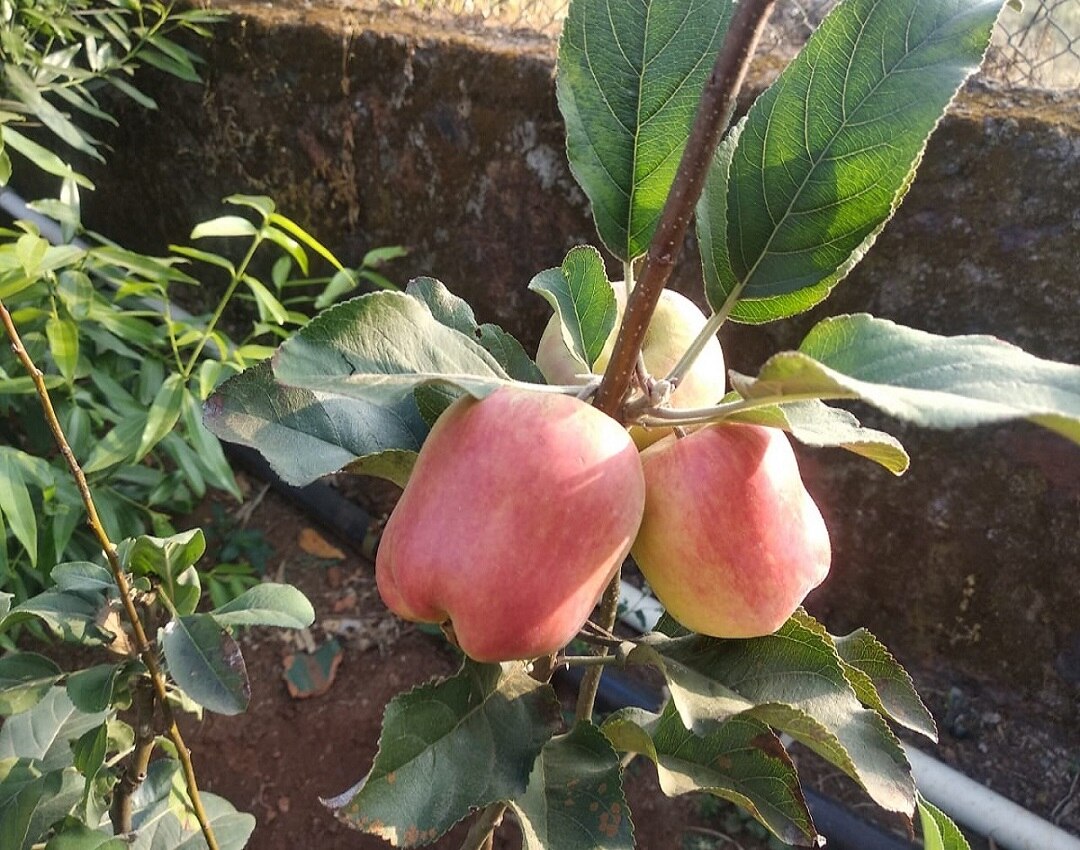 farmers started apple cultivation