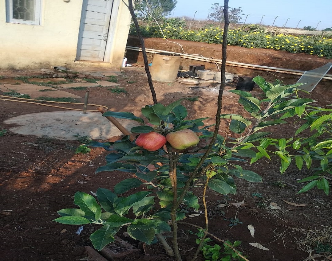 Process of apple farming