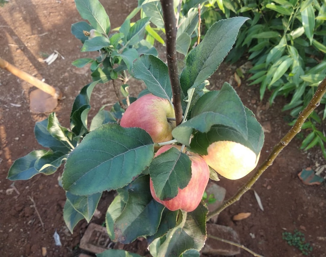 Apple farming