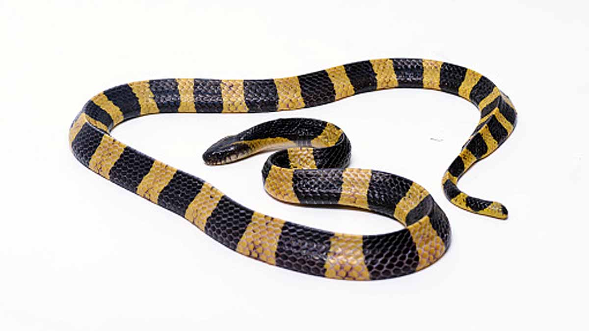 10 Most Deadliest Snakes