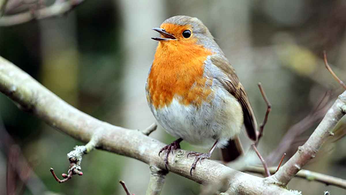 Baby Bird Learn Songs inside Eggs