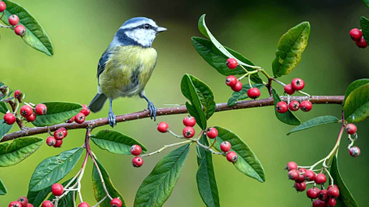 Baby Bird Learn Songs inside Eggs