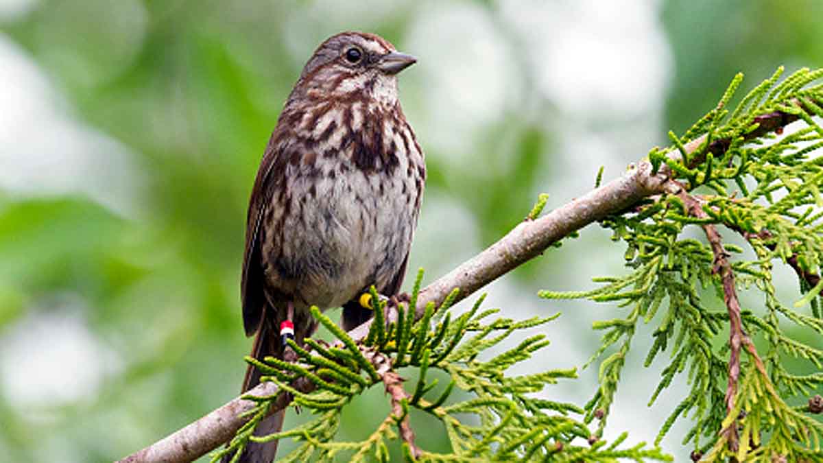 Baby Bird Learn Songs inside Eggs
