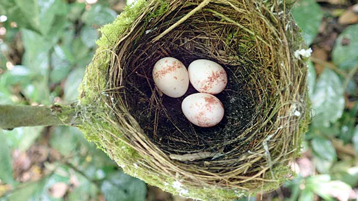 Baby Bird Learn Songs inside Eggs