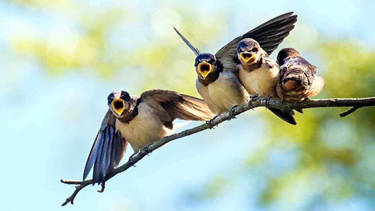 Baby Bird Learn Songs inside Eggs