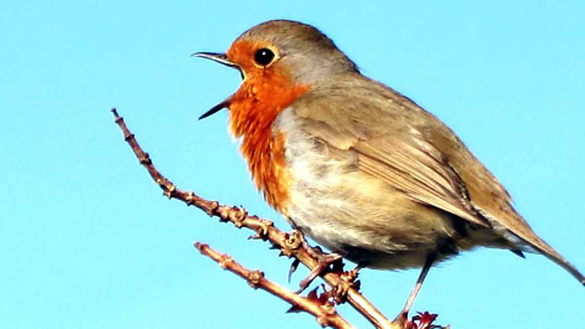 Baby Bird Learn Songs inside Eggs