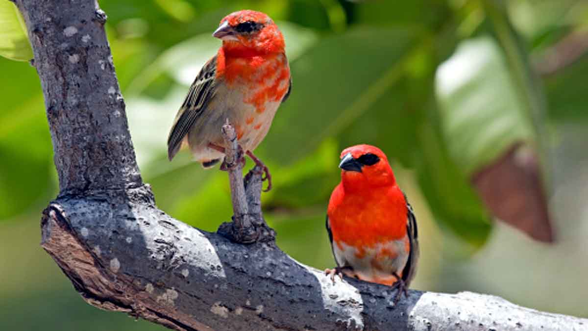 Baby Bird Learn Songs inside Eggs